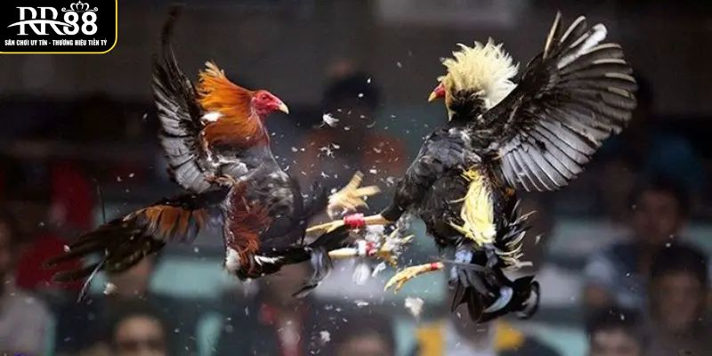 Trực Tiếp Đá Gà Đòn C1 Hôm Nay Tại Nhà Cái Uy Tín RR88 he-thong-so-huu-dan-am-thanh-phat-song-chan-that-