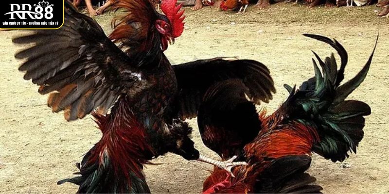 Trực Tiếp Đá Gà Đòn C1 Hôm Nay Tại Nhà Cái Uy Tín RR88 xem-truc-tiep-da-ga-don-c1-hom-nay-voi-nhieu-tran-dau-hap-dan-